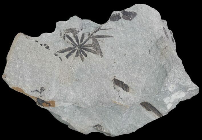 Pennsylvanian Fossil Flora (Neuropteris & Annularia) Plate - Kentucky #126253